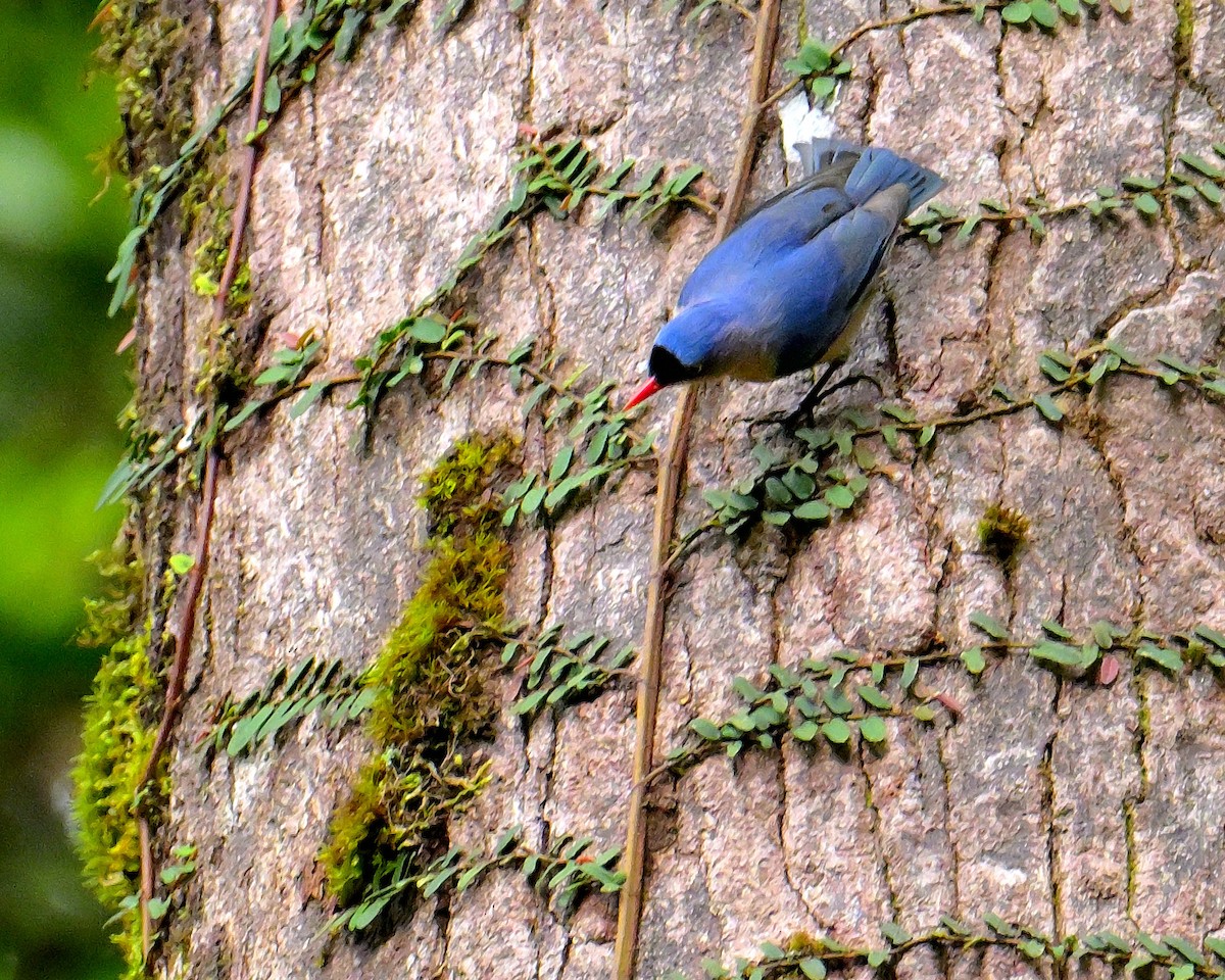 Velvet-fronted Nuthatch - ML646787324