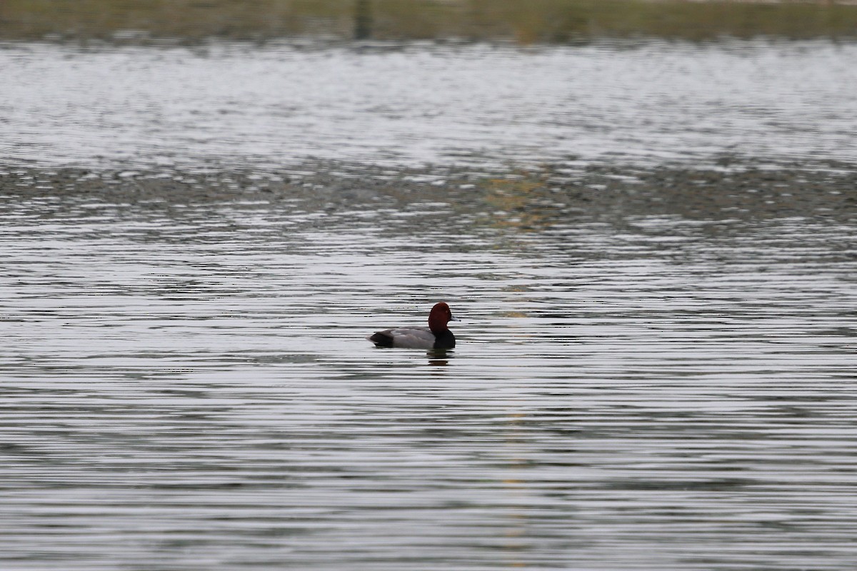 Rotkopfente - ML646787325