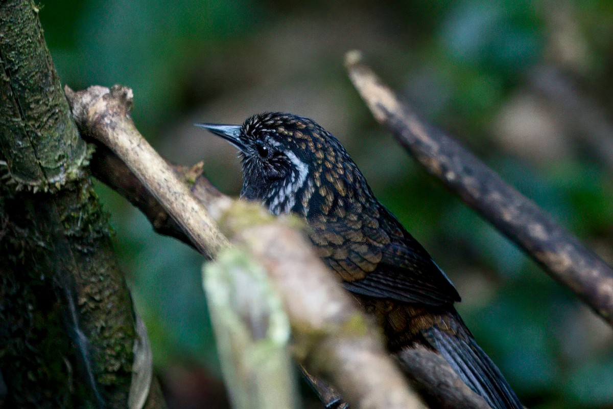 Sikkim Wedge-billed Babbler - ML646787326