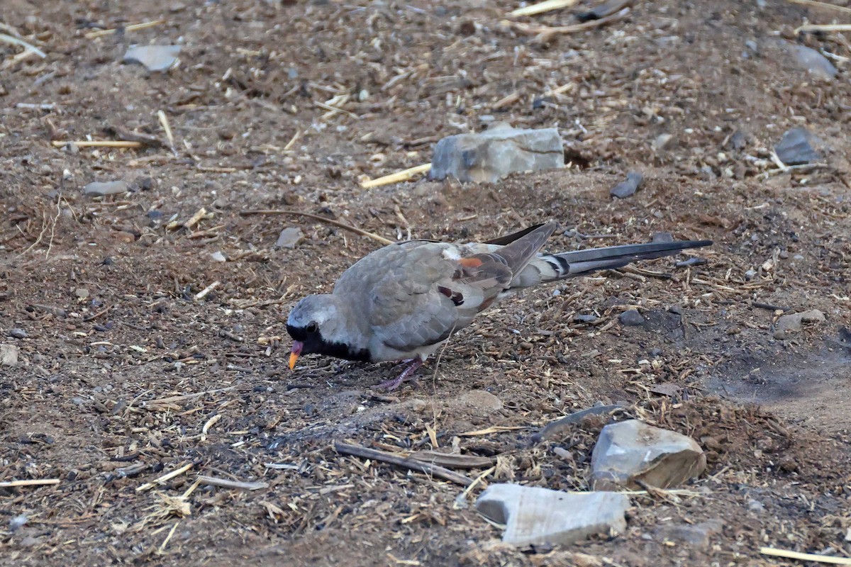 hrdlička kapská - ML646787333