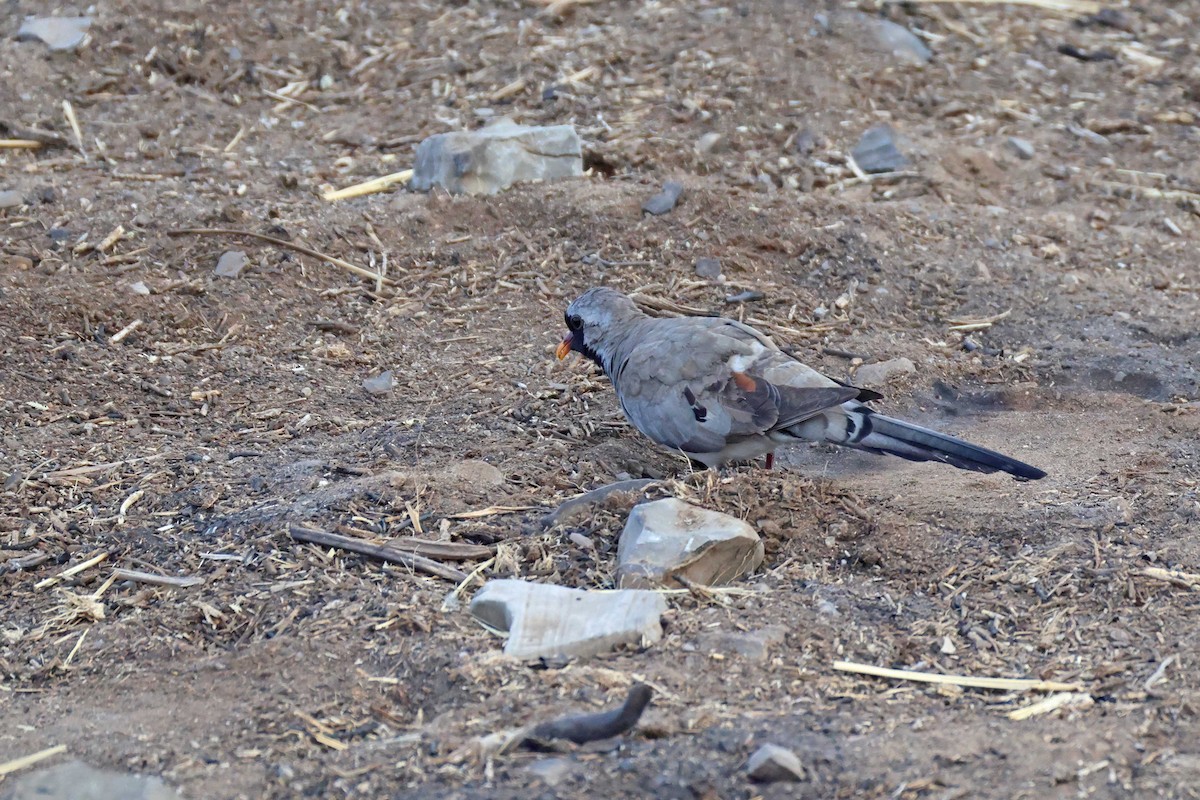 hrdlička kapská - ML646787334