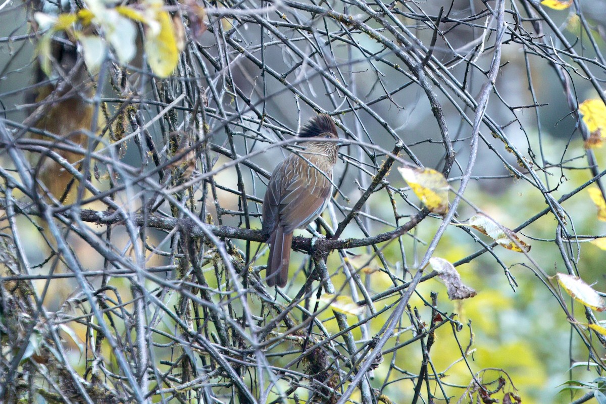 Striated Laughingthrush - ML646787336