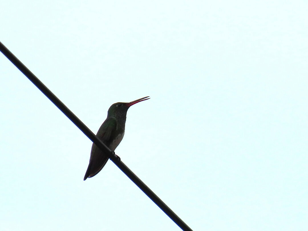 Glittering-throated Emerald - ML646787338