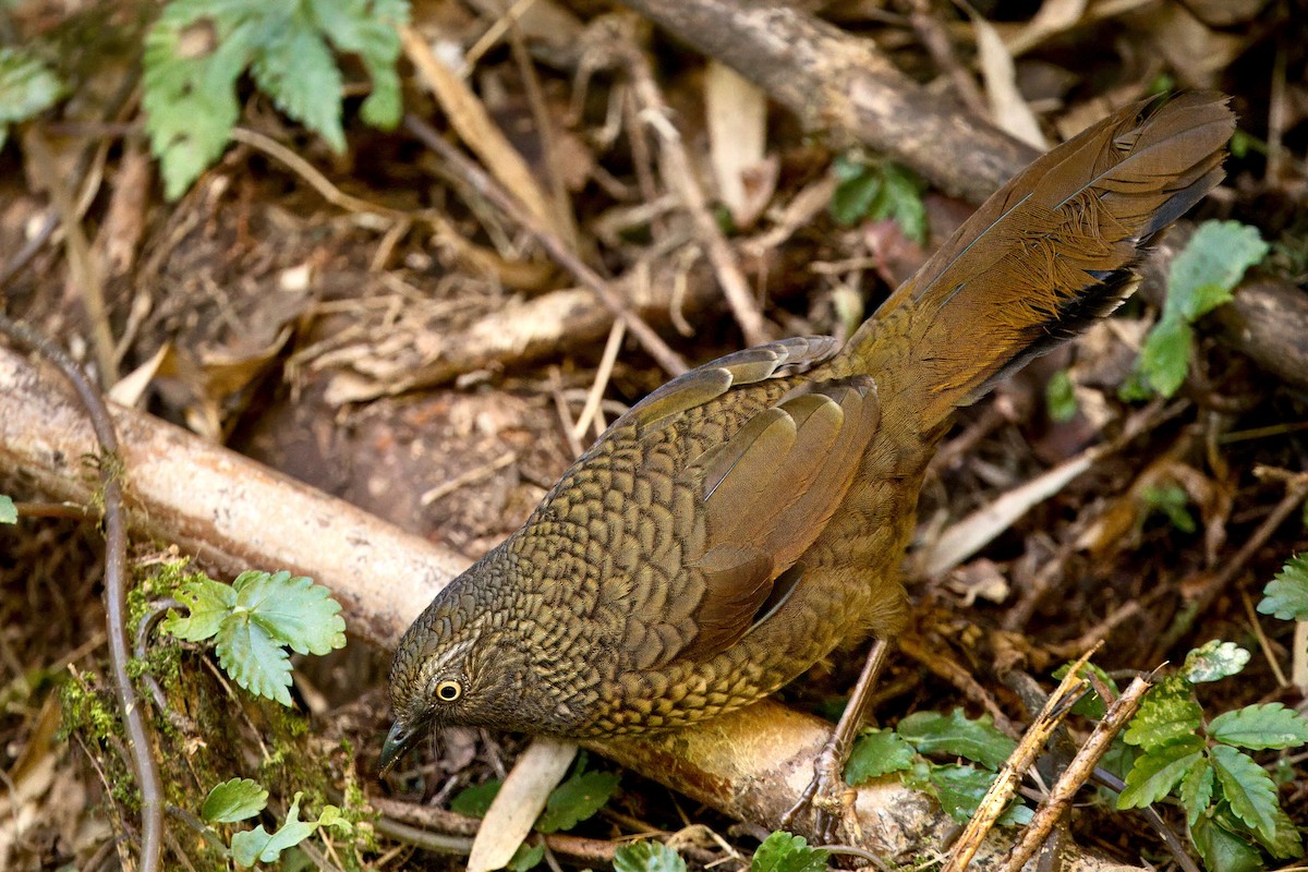 Scaly Laughingthrush - ML646787339
