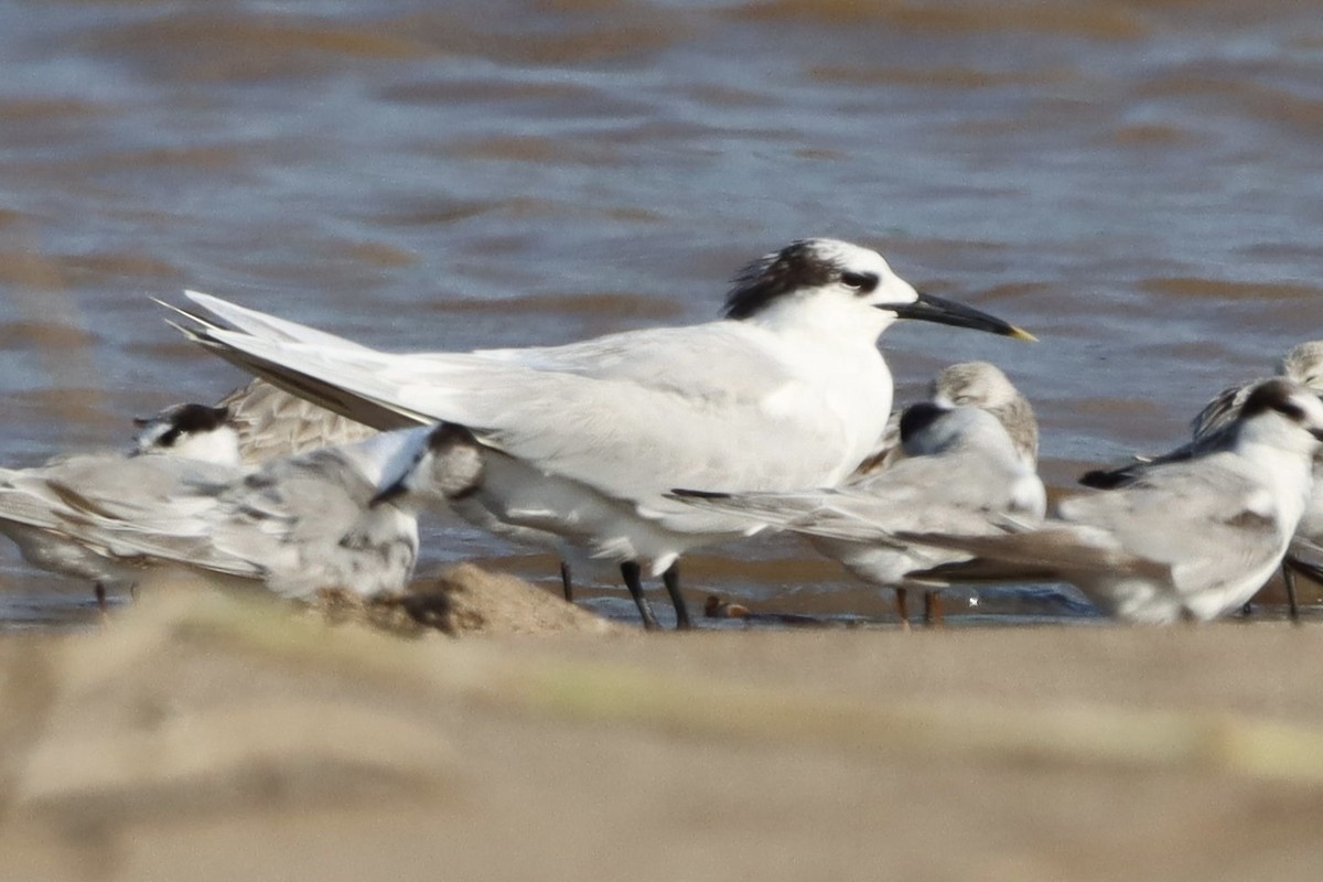 Sandwich Tern (Eurasian) - ML646787340