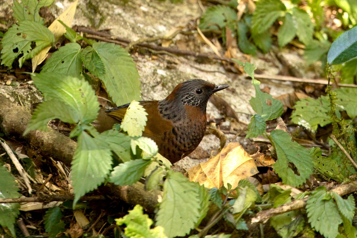 Chestnut-crowned Laughingthrush (Chestnut-crowned) - ML646787341