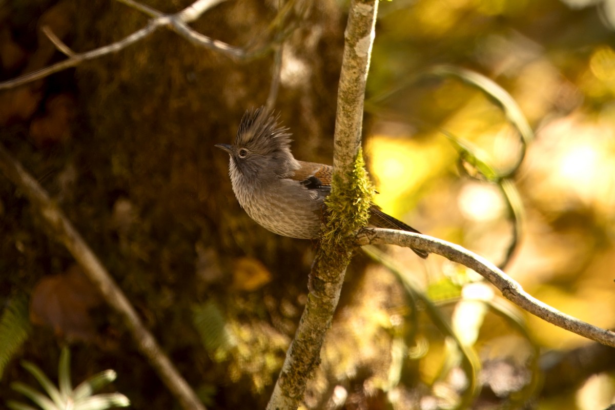 Streak-throated Barwing (Gray-chested) - ML646787346
