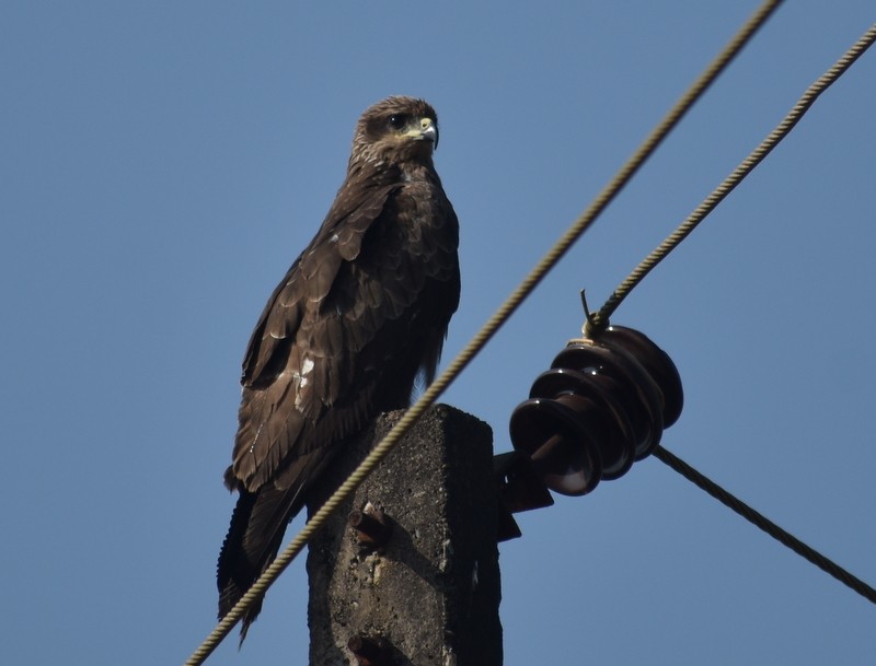 Milano Negro - ML646787347