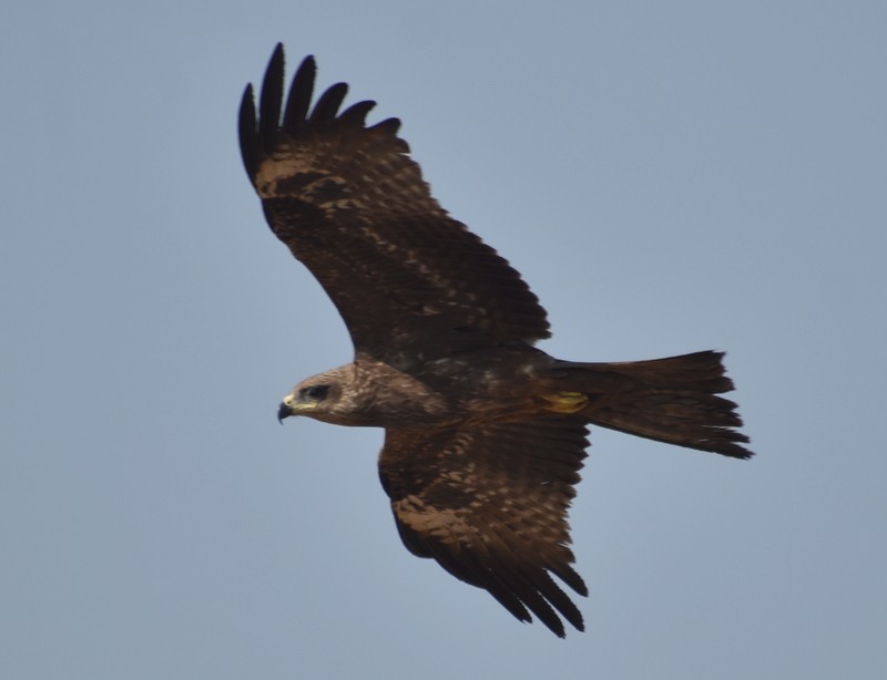 Milano Negro - ML646787350