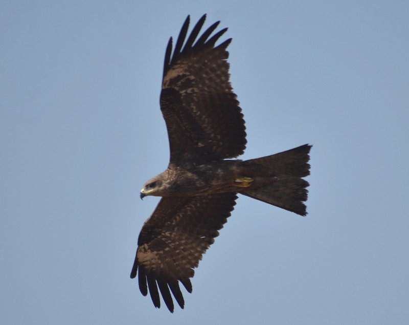 Milano Negro - ML646787351