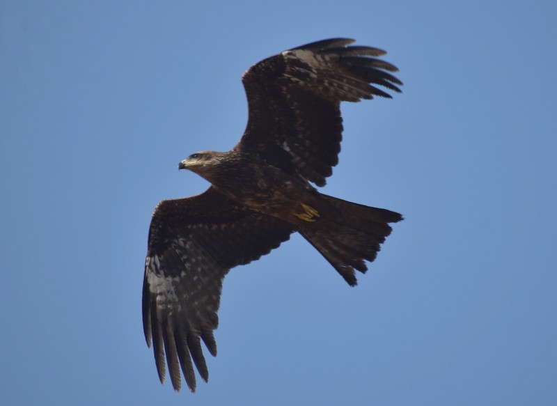 Milano Negro - ML646787356