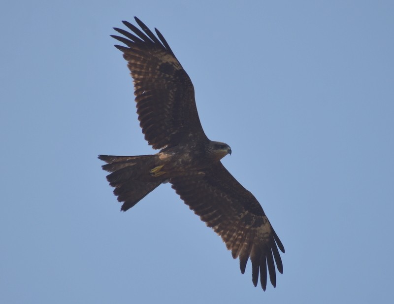 Milano Negro - ML646787357