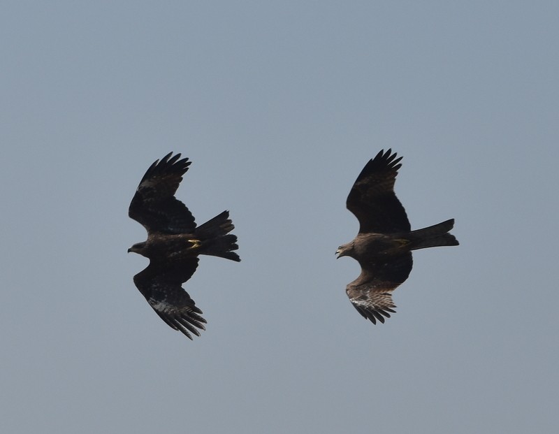 Milano Negro - ML646787366