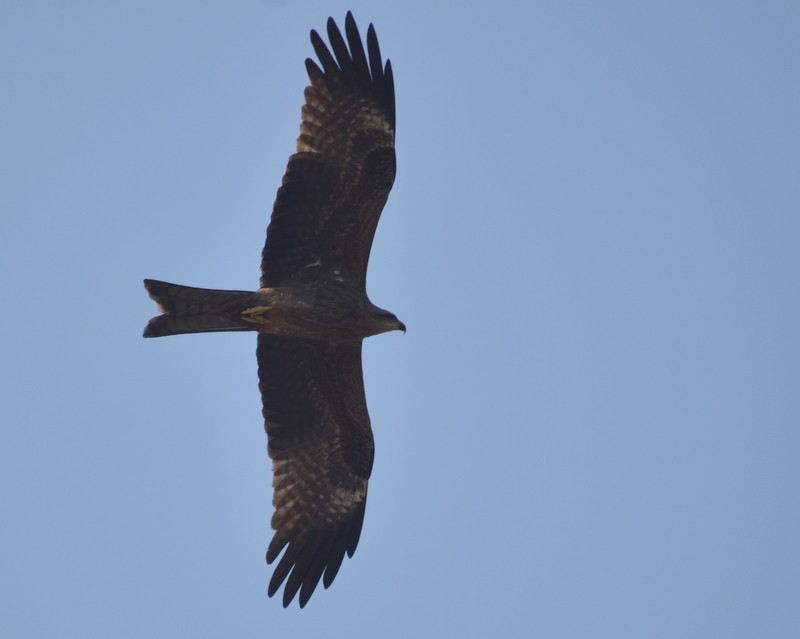 Milano Negro - ML646787368