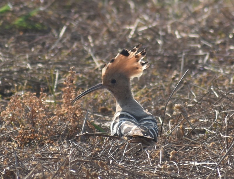 Abubilla Común - ML646787377