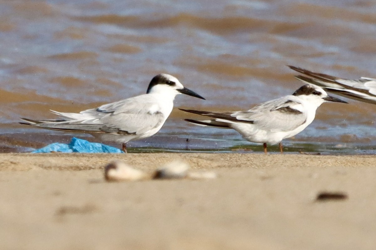 Zwergseeschwalbe - ML646787383