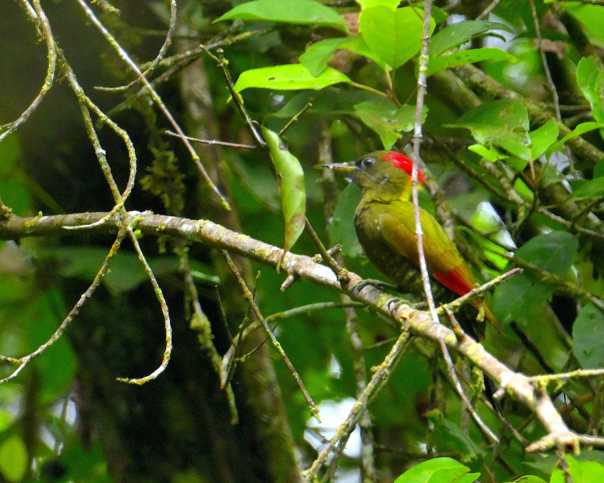 Lesser Yellownape - ML646787387