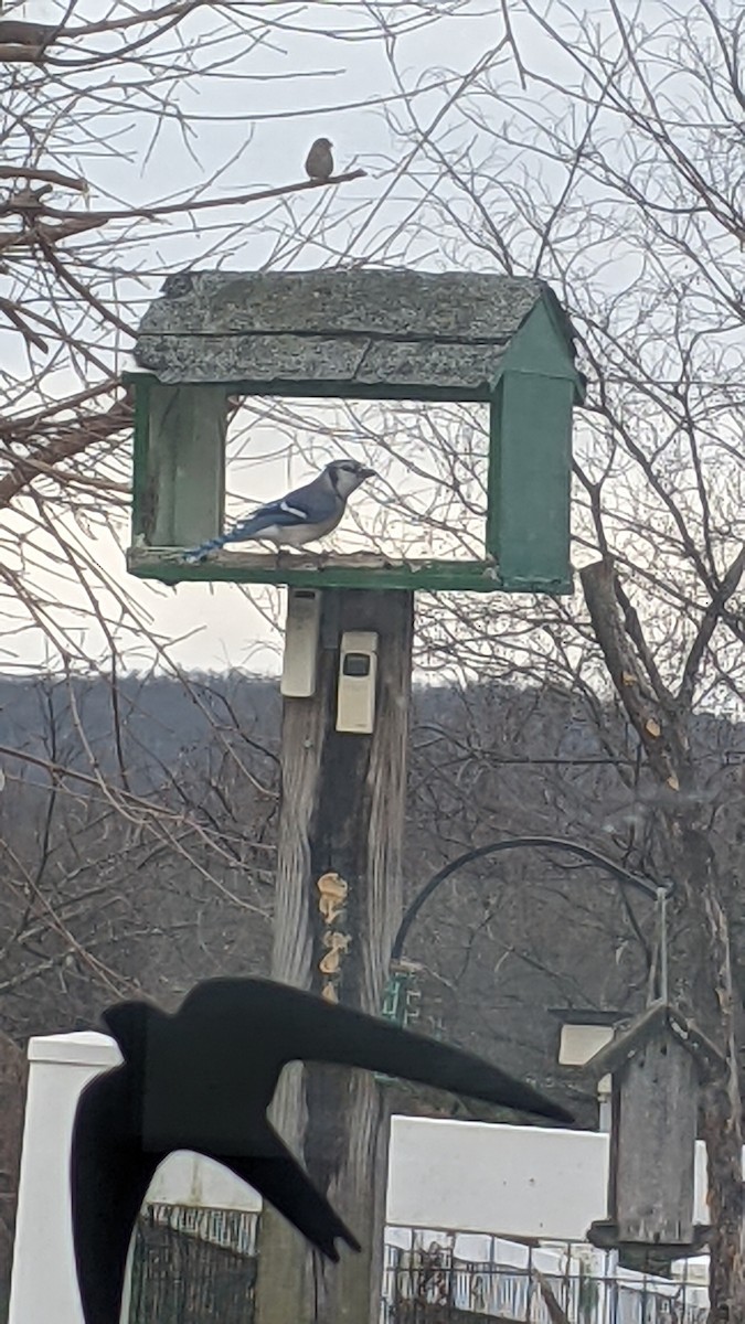 Blue Jay - ML646787393