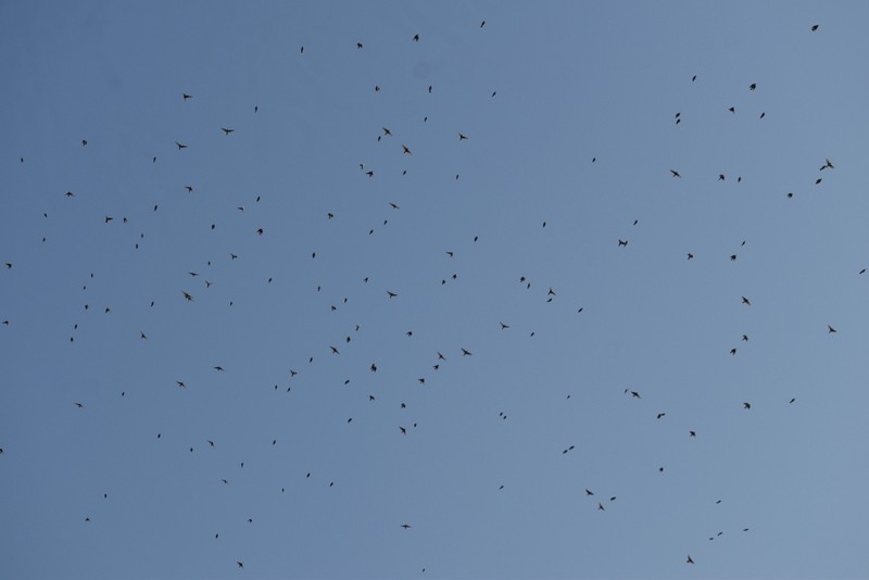 Terrera Oriental - ML646787395