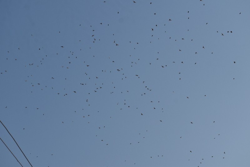 Terrera Oriental - ML646787396