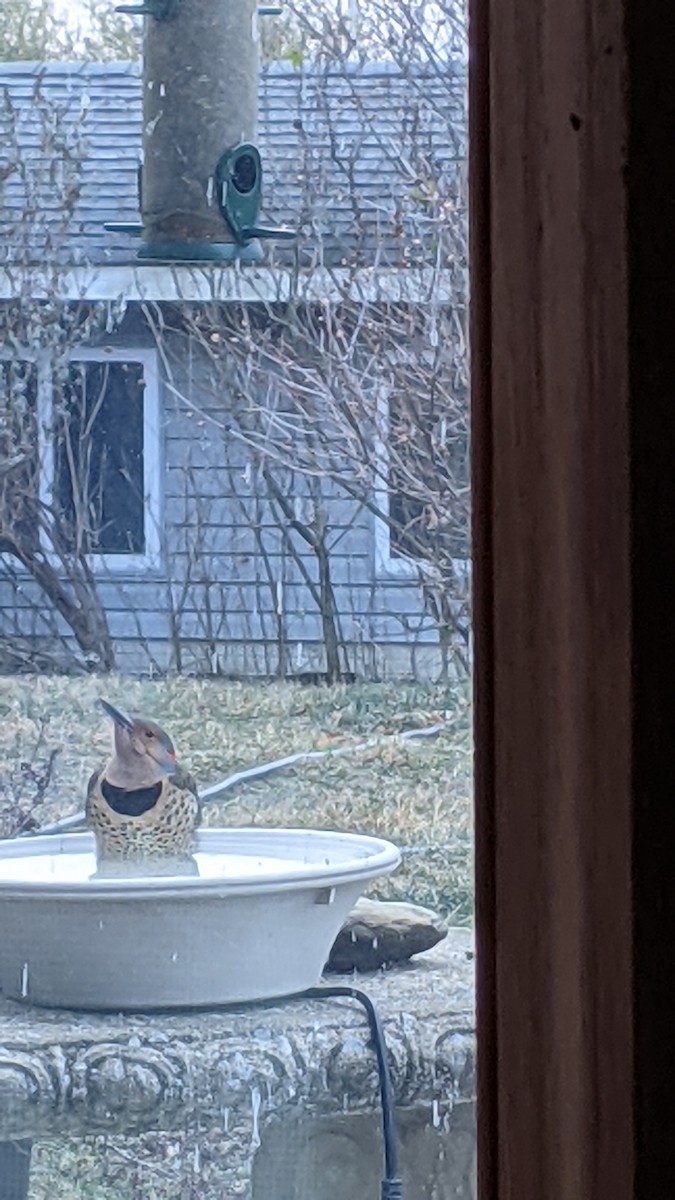 Northern Flicker - ML646787397