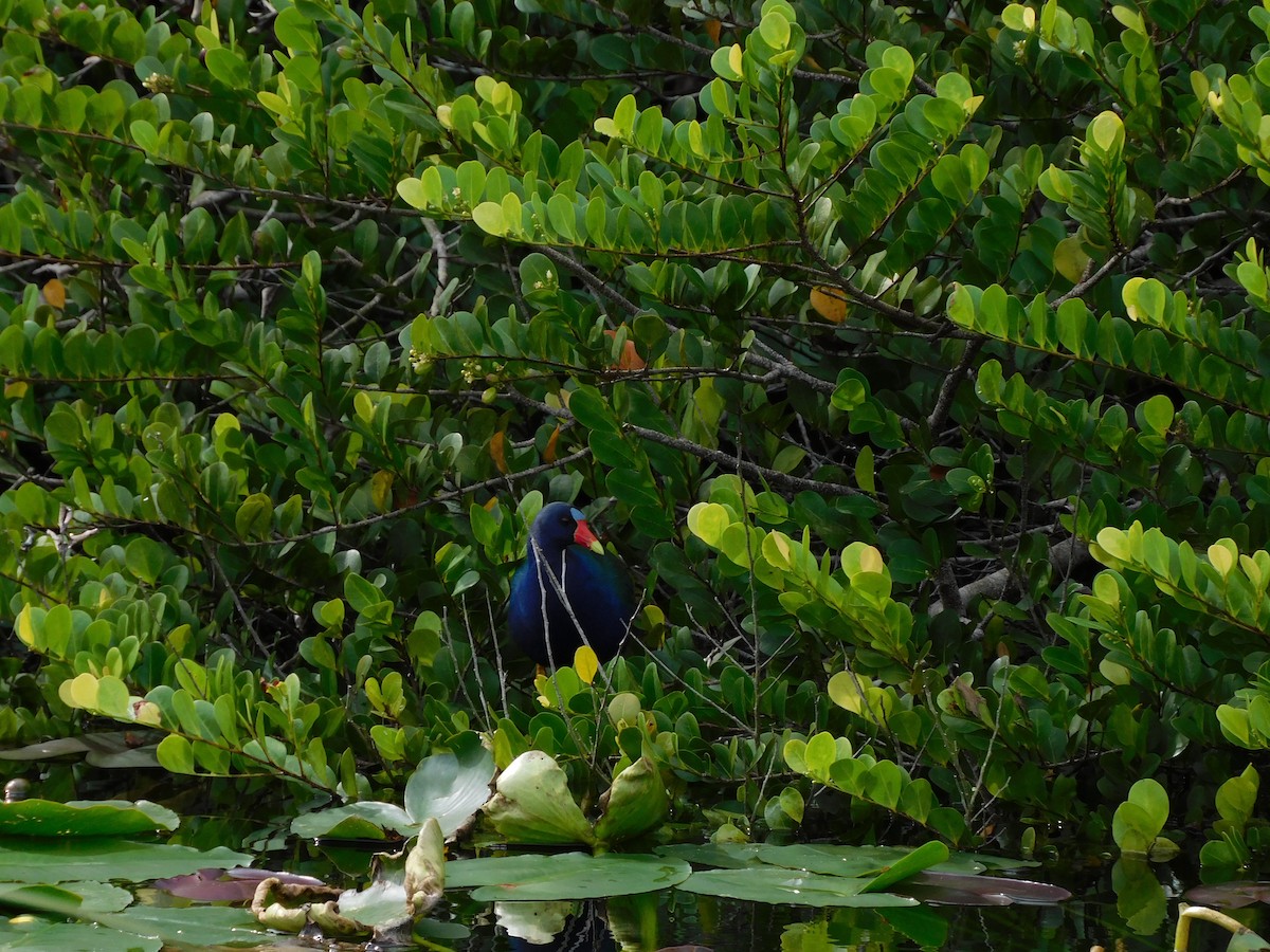 Purple Gallinule - ML646787398