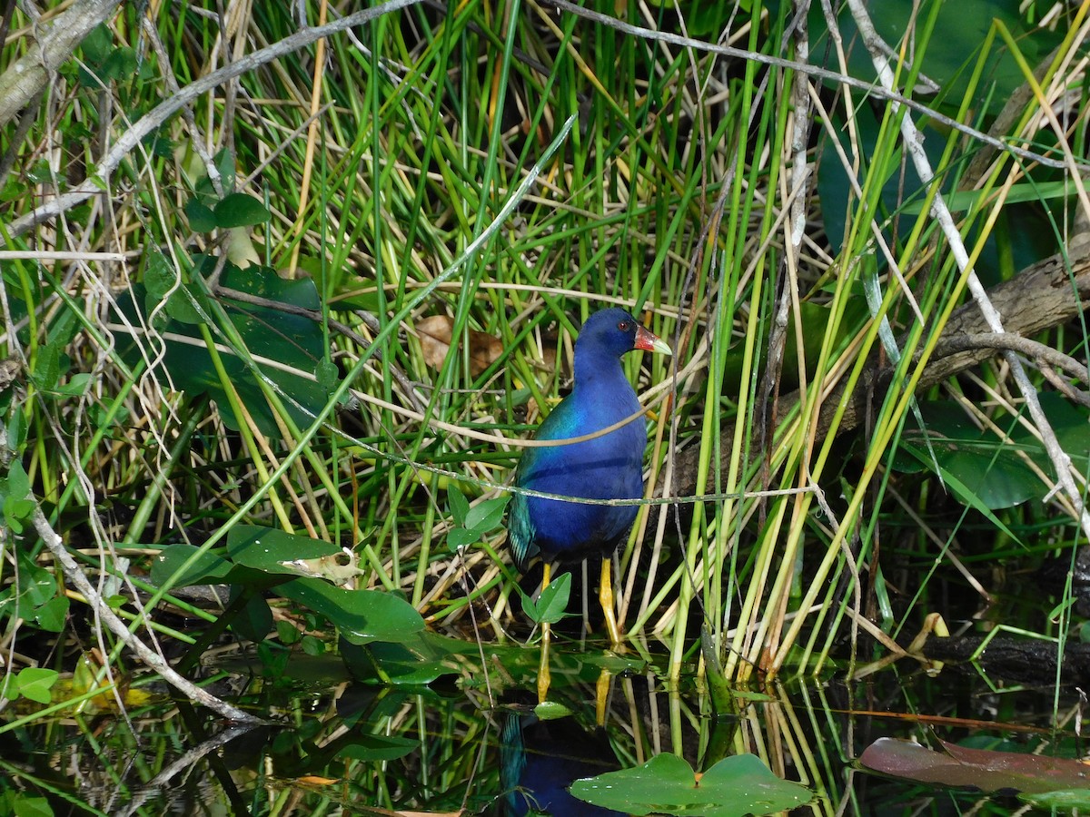 Purple Gallinule - ML646787399