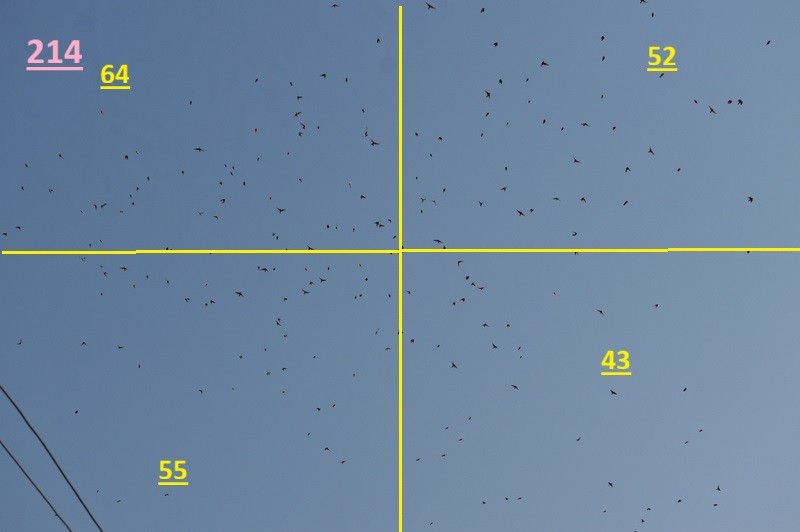 Terrera Oriental - ML646787408