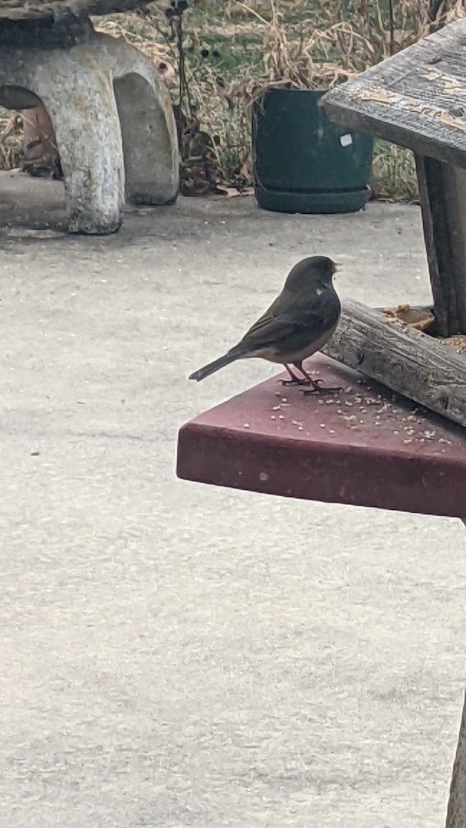 Dark-eyed Junco - ML646787409