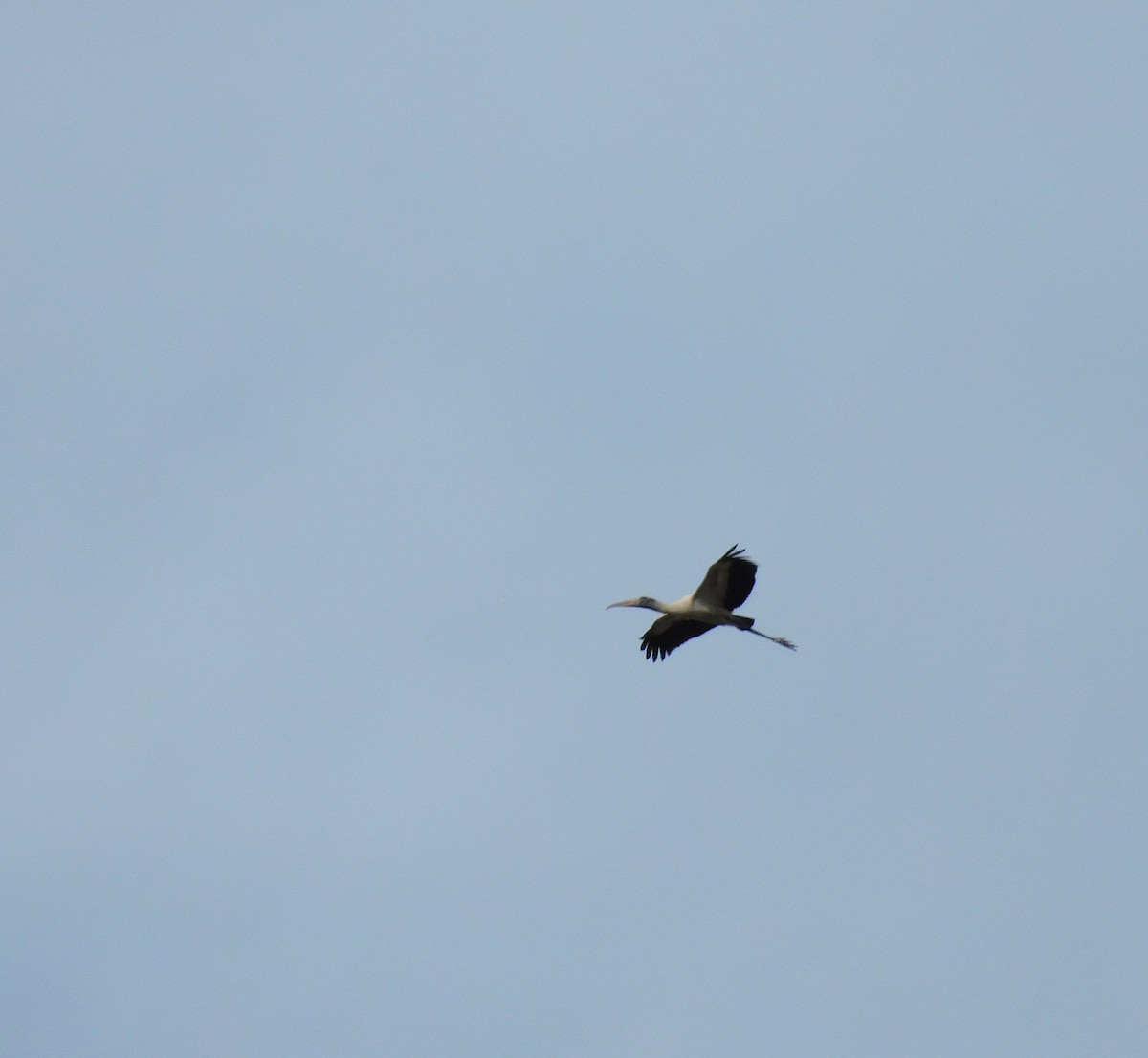 Wood Stork - ML646787410