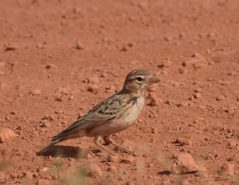 Terrera Oriental - ML646787419