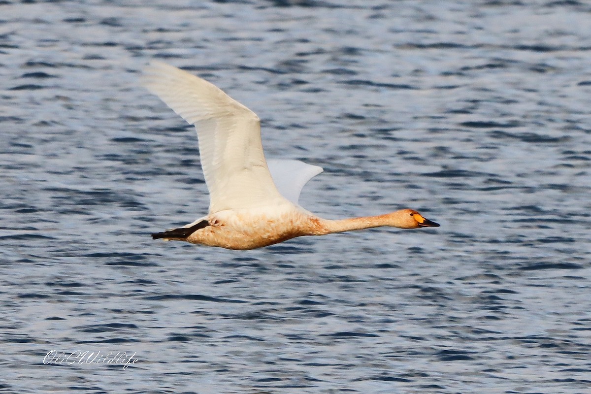 小天鵝 - ML646787420