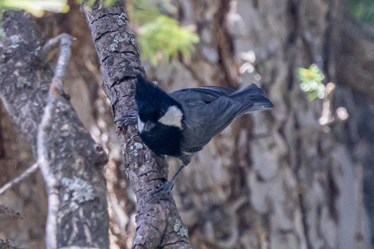 Rufous-naped Tit - ML646787421