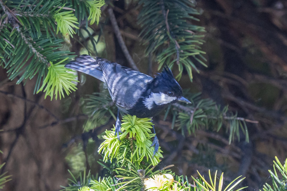 Rufous-naped Tit - ML646787422