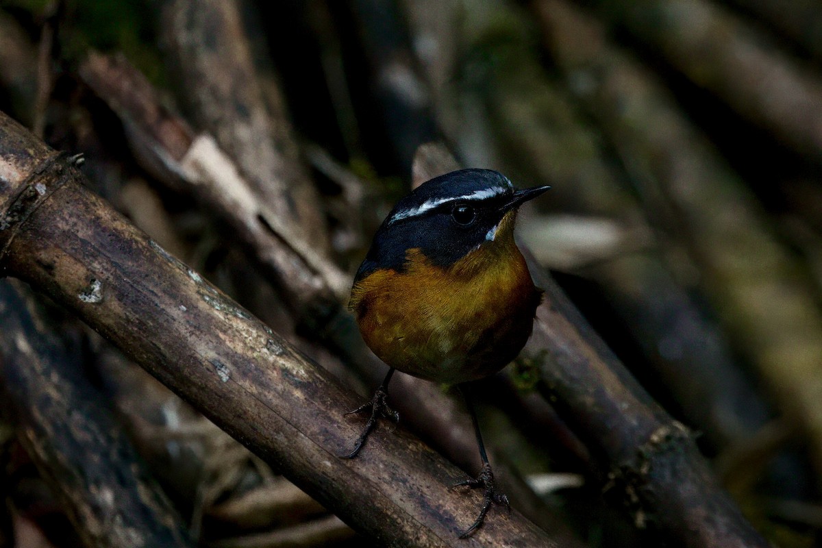White-browed Bush-Robin - ML646787423