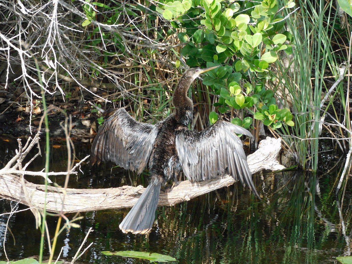 Anhinga - ML646787425