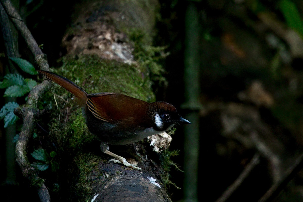 Gray-sided Laughingthrush - ML646787426