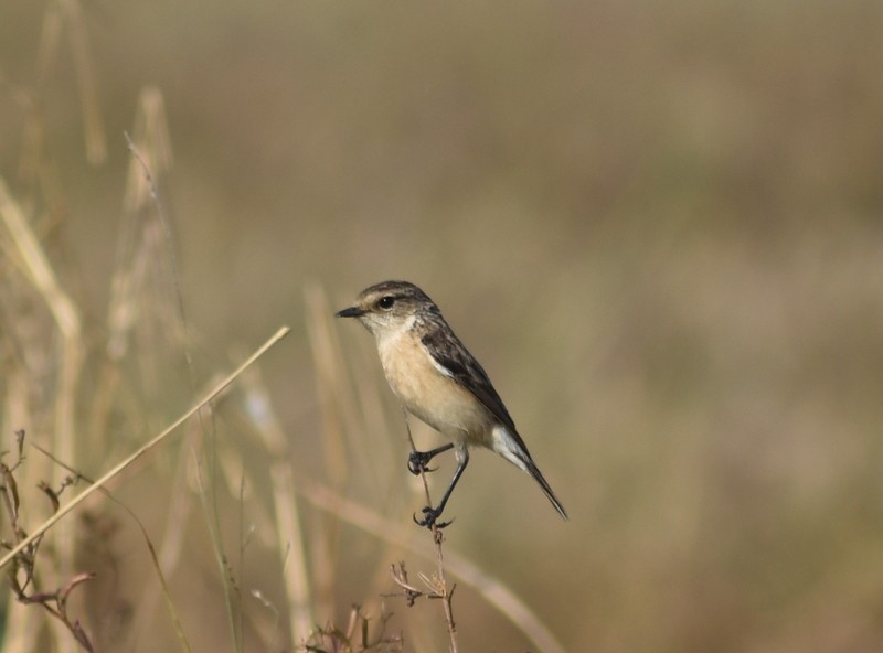 Tarabilla Siberiana - ML646787431
