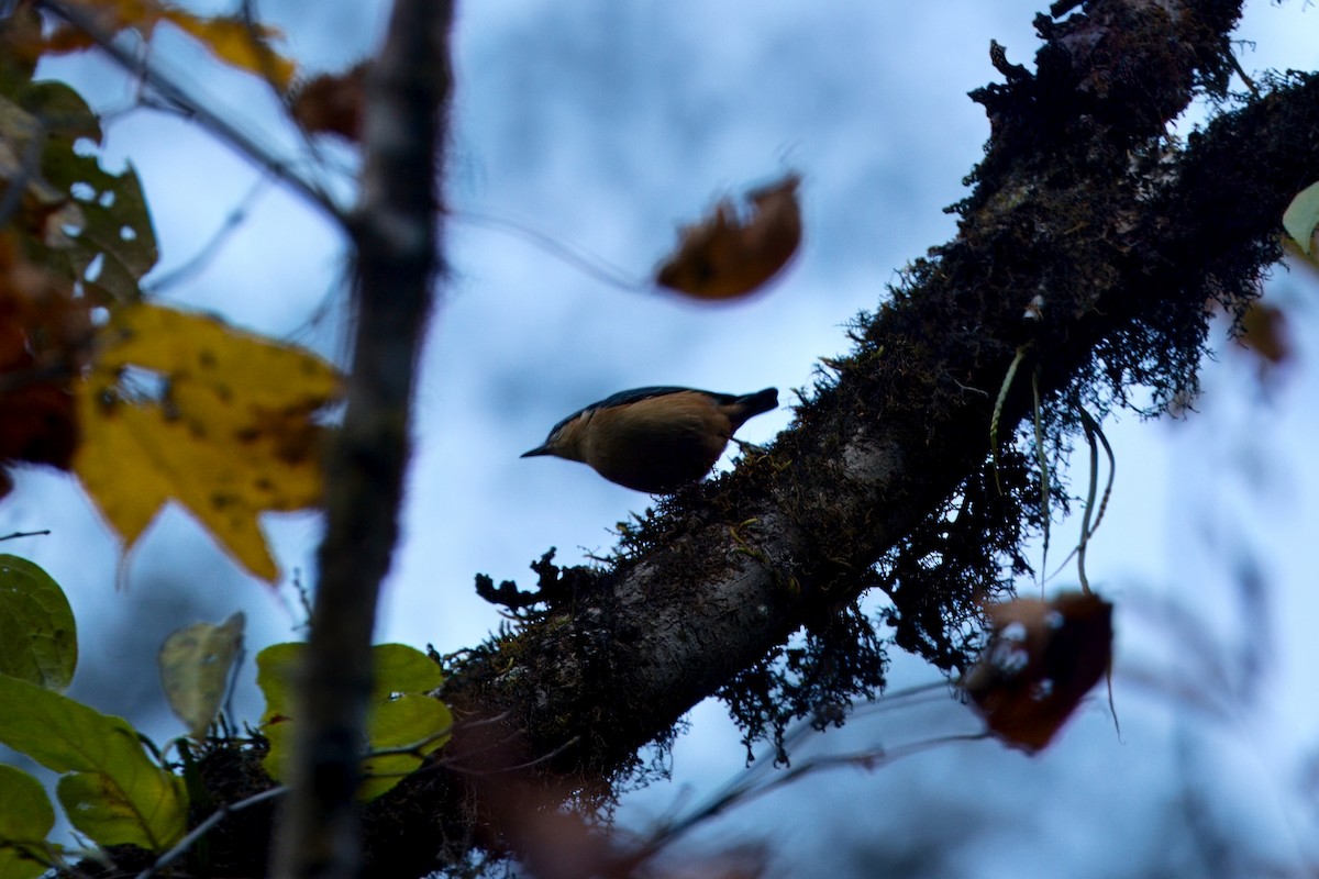 White-tailed Nuthatch - ML646787441