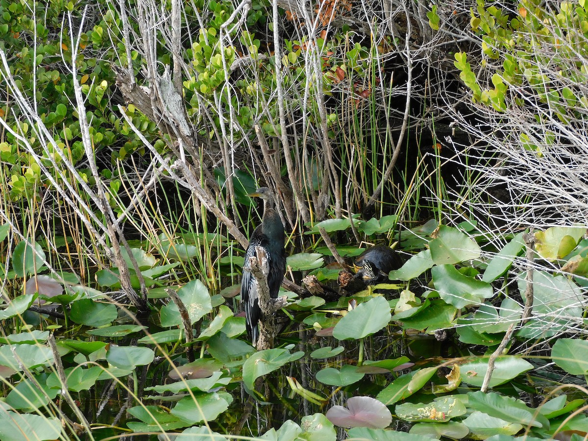 Anhinga - ML646787442