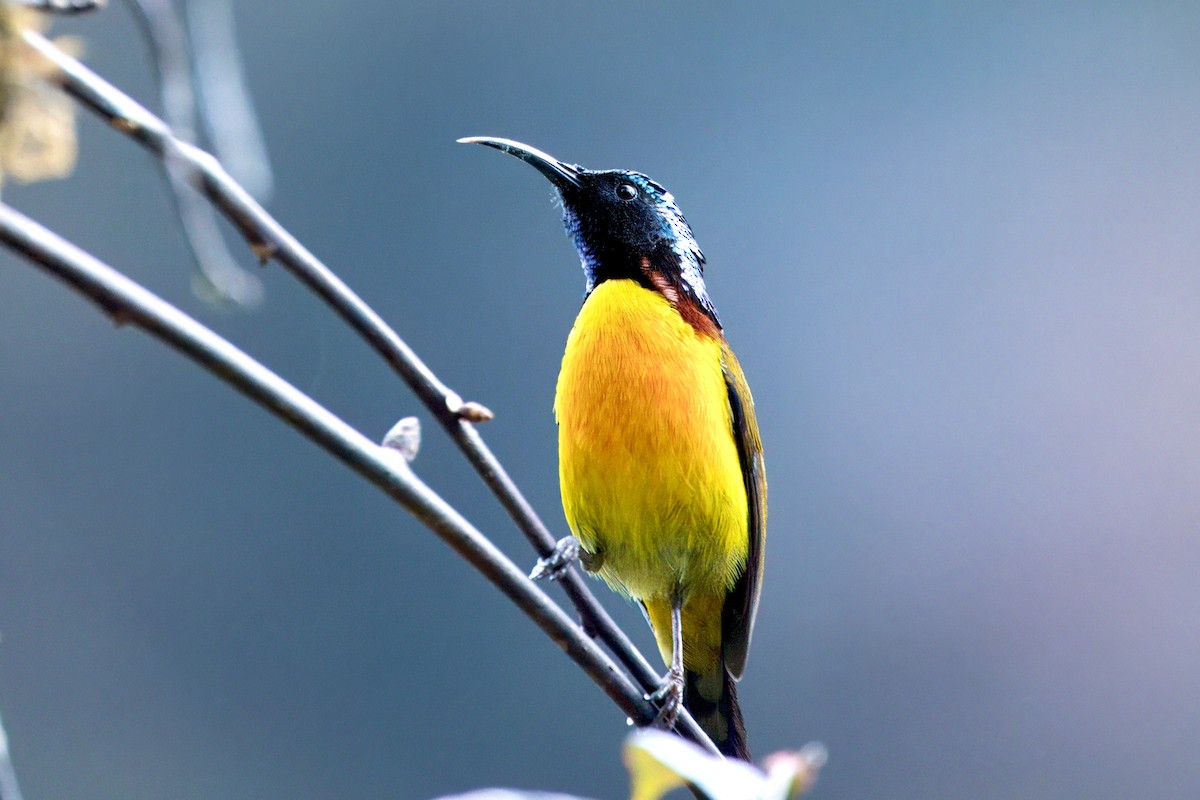 Green-tailed Sunbird (Green-tailed) - ML646787444