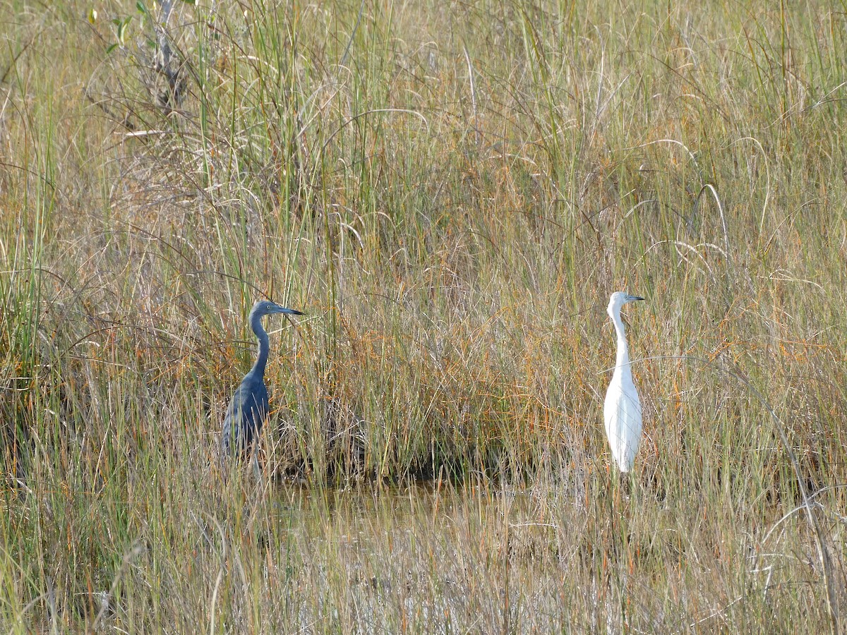 Little Blue Heron - ML646787450