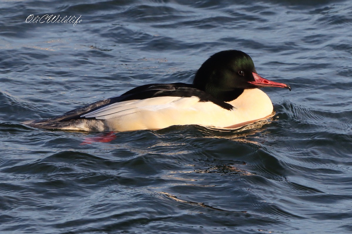 川秋沙 - ML646787451