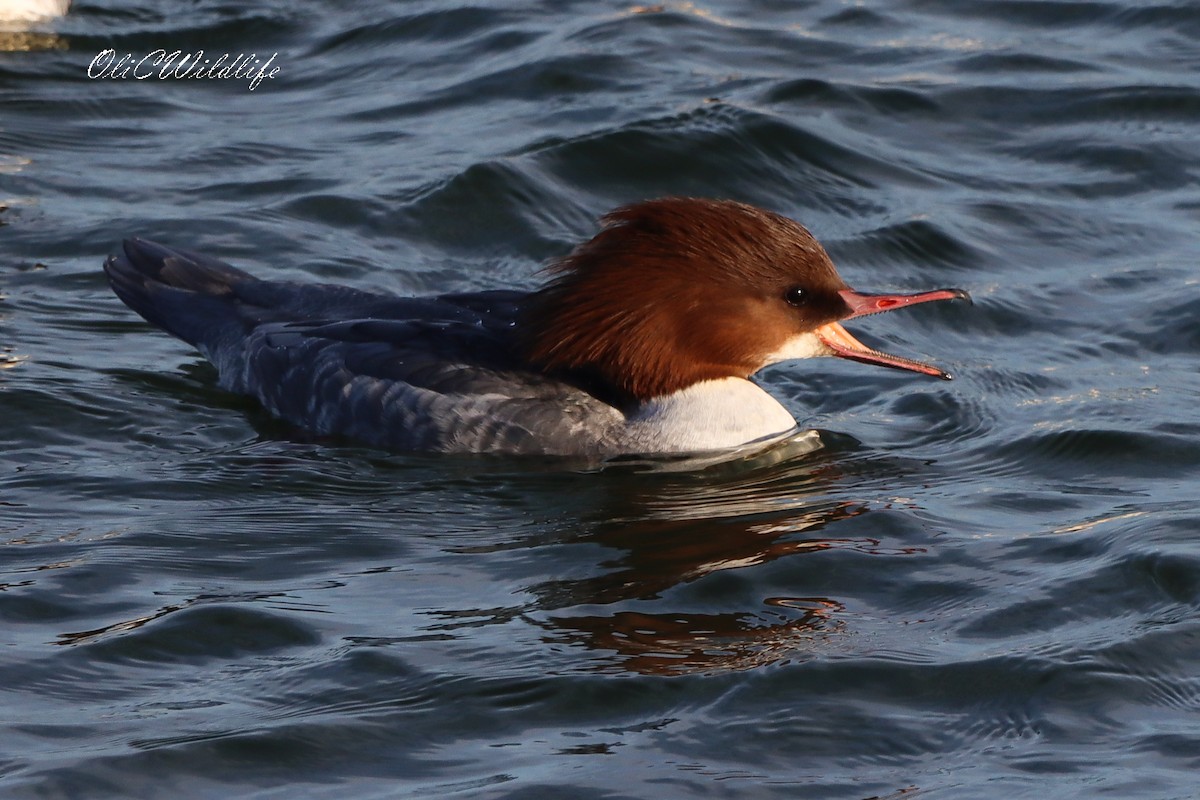 川秋沙 - ML646787452
