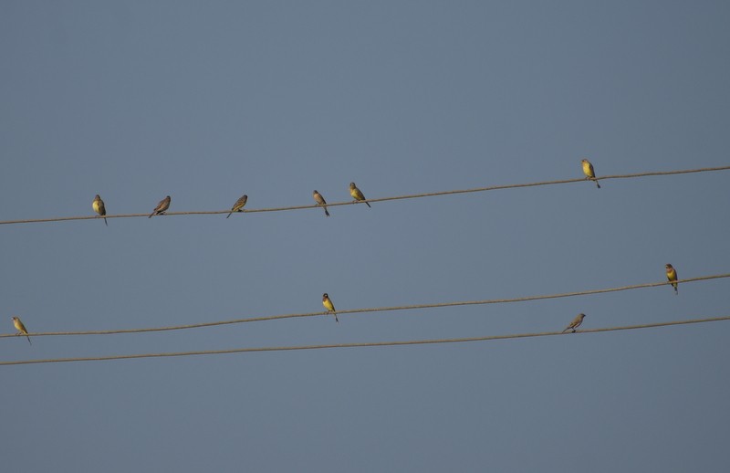 Escribano Carirrojo - ML646787457