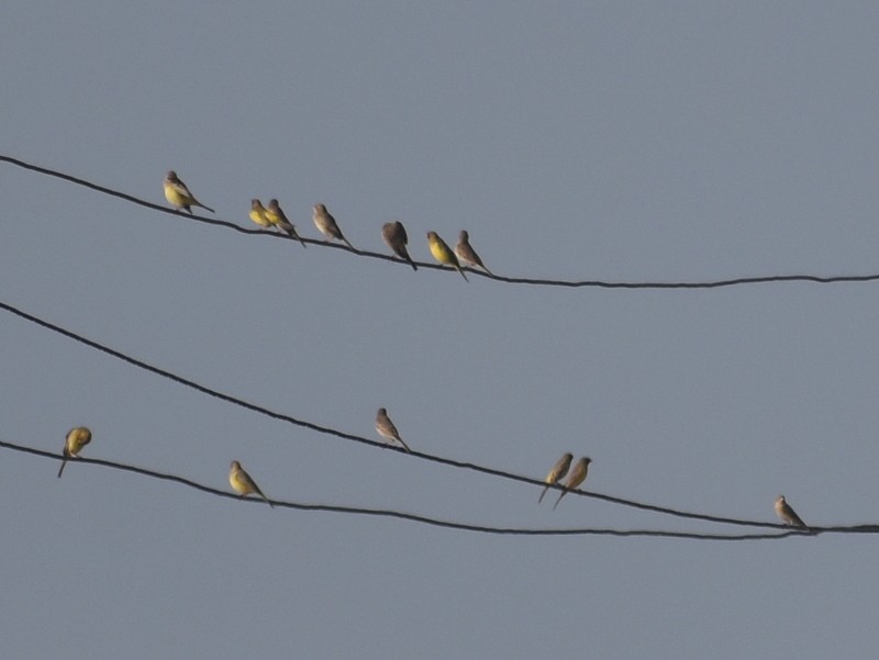 Escribano Carirrojo - ML646787458