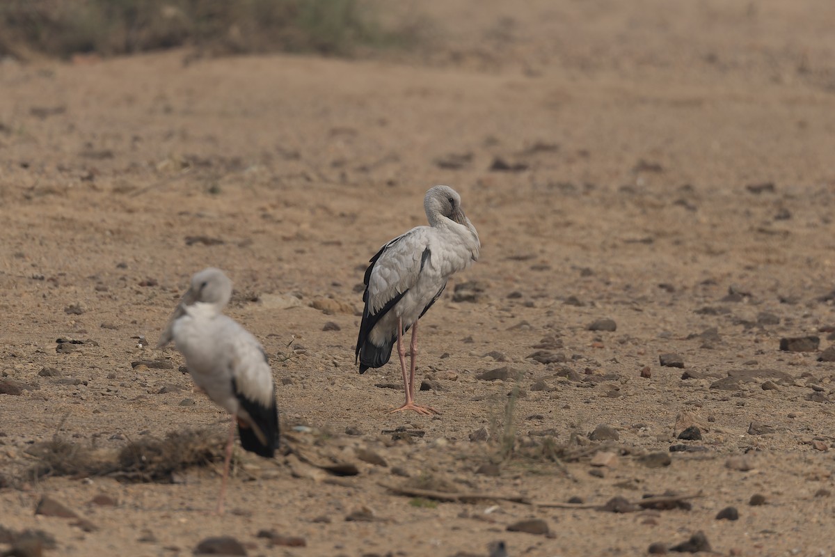 Asian Openbill - ML646787461