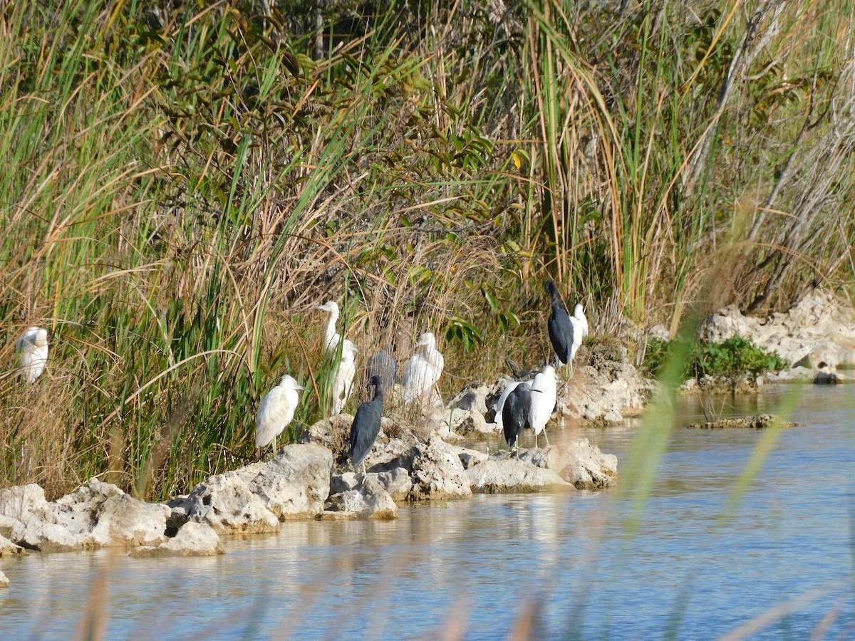 Little Blue Heron - ML646787462