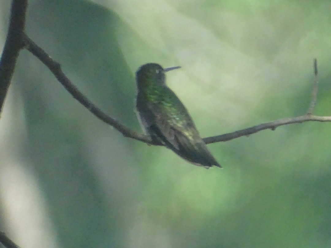 Glittering-throated Emerald - ML646787463