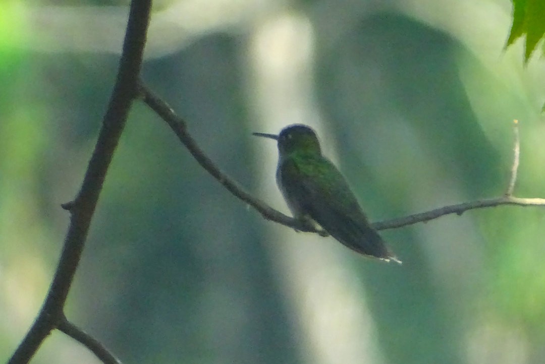 Glittering-throated Emerald - ML646787464